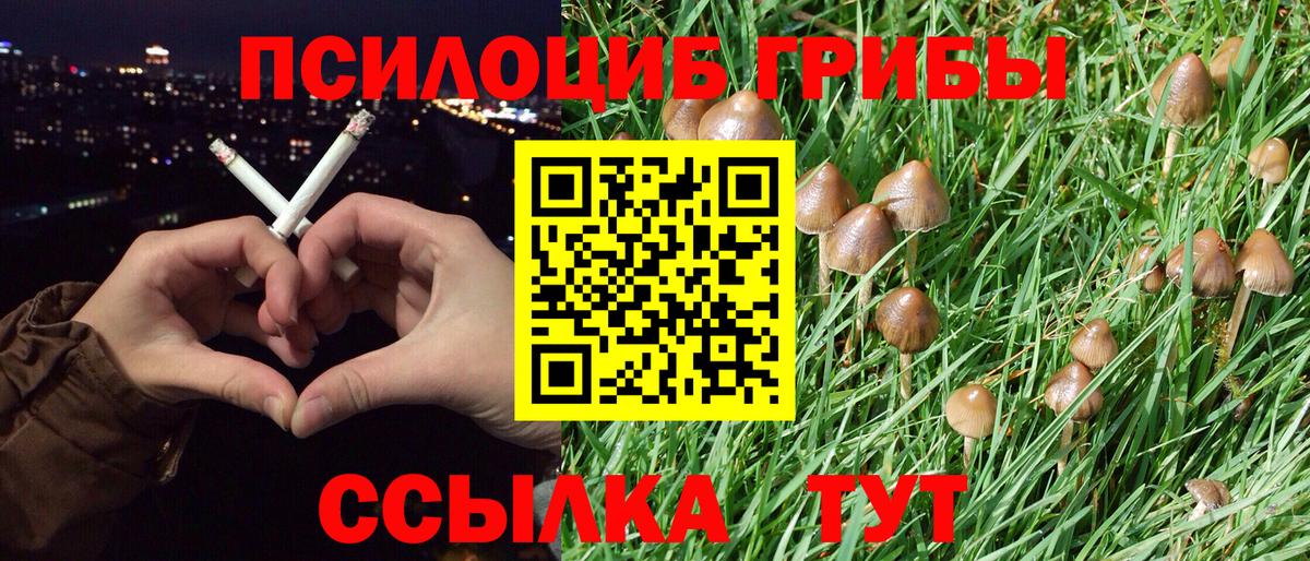 Скопин  Галлюциногенные грибы Psilocybe  Вход с VPN 